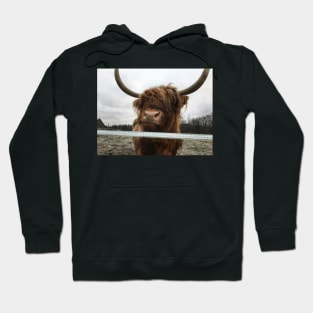 Scottish Highland Cattle Cow 2178 Hoodie